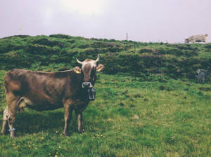 Amazing View Of A Farm Animal Wallpaper