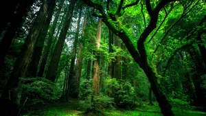 Amazon Rainforest Trees Green Desktop Wallpaper