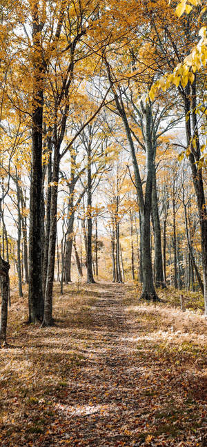 Amber-colored Autumn Trees In Forest Iphone Wallpaper