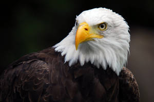 American Bald Eagle Wallpaper