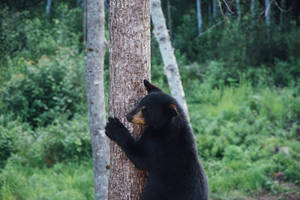 American Black Bear Enjoying The Outdoors Wallpaper