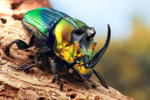 American Dung Beetle Rainbow Scarab Wallpaper