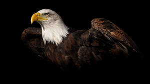 American Eagle With Dark Brown Feathers Wallpaper