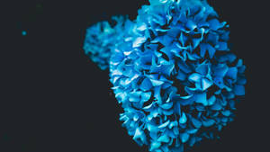 Amoled Hydrangea Flowers 4k Wallpaper