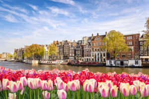 Amsterdam Tulips In The Canal With Buildings Stock Photo - 6279 Wallpaper