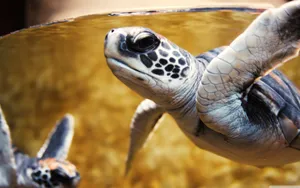 An Adorable Baby Turtle Enjoys The Sun. Wallpaper
