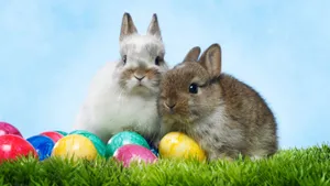 An Adorable Easter Bunny Surrounded By Colorful Eggs. Wallpaper