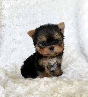 An Adorable Teacup Puppy Resting Serenely Wallpaper