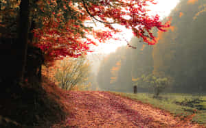 An Aerial View Of A Vibrant, Colorful Falling Autumn Leaves In A Forest. Wallpaper