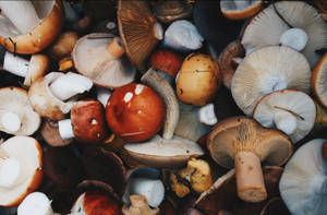 An Assortment Of Colorful Mushrooms On A Bed Of Dried Leaves Wallpaper