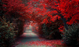 An Awe-inspiring Red Tree Wallpaper