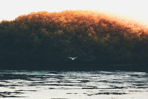 An Egret Taking Flight Over The Ocean Wallpaper