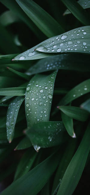 An Elegant Plant Scape For Your Iphone Wallpaper