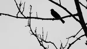 An Elegant Silhouetted Bird Soaring In The Night Sky Wallpaper