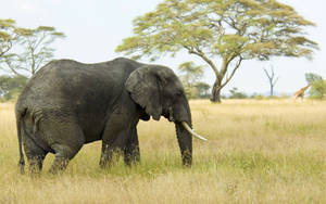 An Elephant Enjoys A Peaceful Walk In The Grass Fields Wallpaper