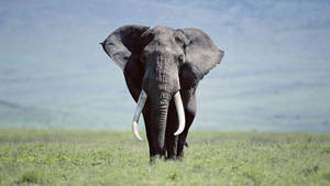 An Elephant Strolling Beneath A Crisp Blue Sky. Wallpaper