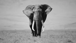 An Elephant Walking Across The Plains In Black And White Wallpaper