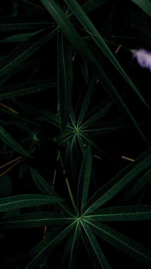 An Emerald Oasis Of Serenity Displayed On An Iphone Wallpaper