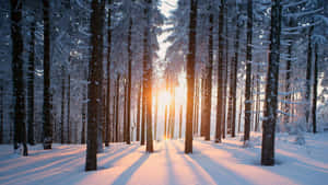 An Enchanted Winter Wonderland