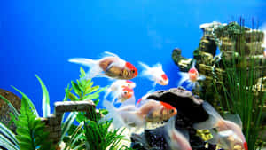 An Exotic Aquarium Showcasing A Variety Of Colorful Live Fish Wallpaper