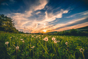 An Expansive Sea Of Dandelions Wallpaper