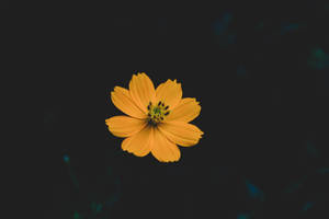 An Illuminated Orange Flower Against An Inky, Jet-black Background Wallpaper