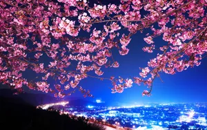An Illuminating View Of Nighttime Cherry Blossoms Wallpaper