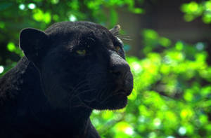 An Intense Moment Between Black Panther And Cub Wallpaper