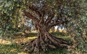 An Old Olive Tree With Bare Branches Against A Clear Blue Sky. Wallpaper