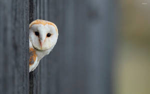 An Owl Hidden Behind A Wooden Fence Wallpaper