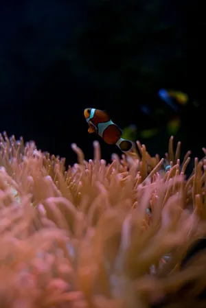 An Underwater Love Affair Between Vibrant Clownfish And A Rose Gold Iphone Wallpaper