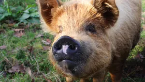 Anatolian Wild Boar Wallpaper