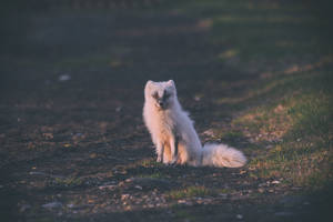 Ancestral Arctic Fox Wallpaper