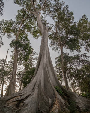 Ancient Tree From Ground Level Wallpaper