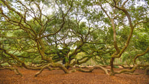 Angel Oak Tree Landmark Wallpaper