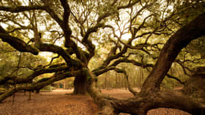 Angel Oak Tree South Carolina Wallpaper