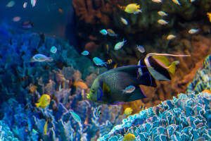 Angelfish And Bannerfish 4k Ultra Hd Fish Wallpaper