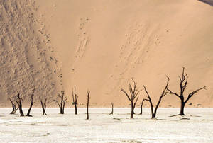 Angola Desert In Winter Wallpaper