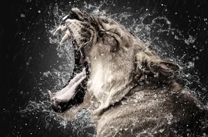 Angry Lion In The Rain Wallpaper