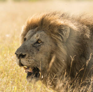 Angry Lion South Africa Wallpaper