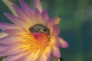Animal And Plant Life Wallpaper
