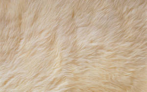 Animal Fur For Cushion Wallpaper