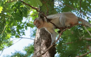 Animal Monkey In Branch Wallpaper