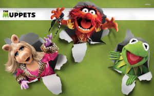 Animal Muppet Is True Comedy Wallpaper