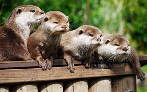 Animal Otters In Wild Wallpaper