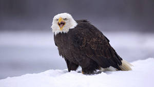 Animal Planet Fierce Eagle Wallpaper