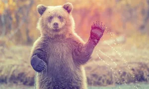Animal Planet Waving Grizzly Bear Wallpaper