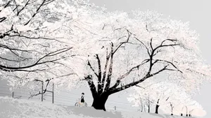 Animation Black And White Anime Girl With Bike Cherry Blossom Wallpaper