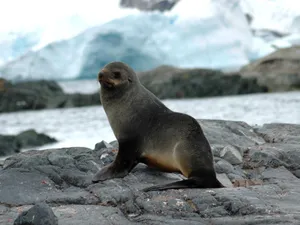 Antarctic Seal Restingon Rocky Shore.jpg Wallpaper