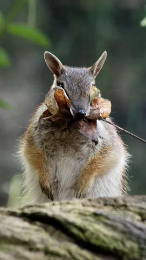 Anteater_ Holding_ Leaves.jpg Wallpaper